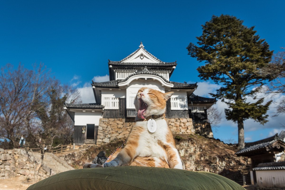 🏯 빗추 마쓰야마 성(빗추 마쓰야마조) 이미지 1